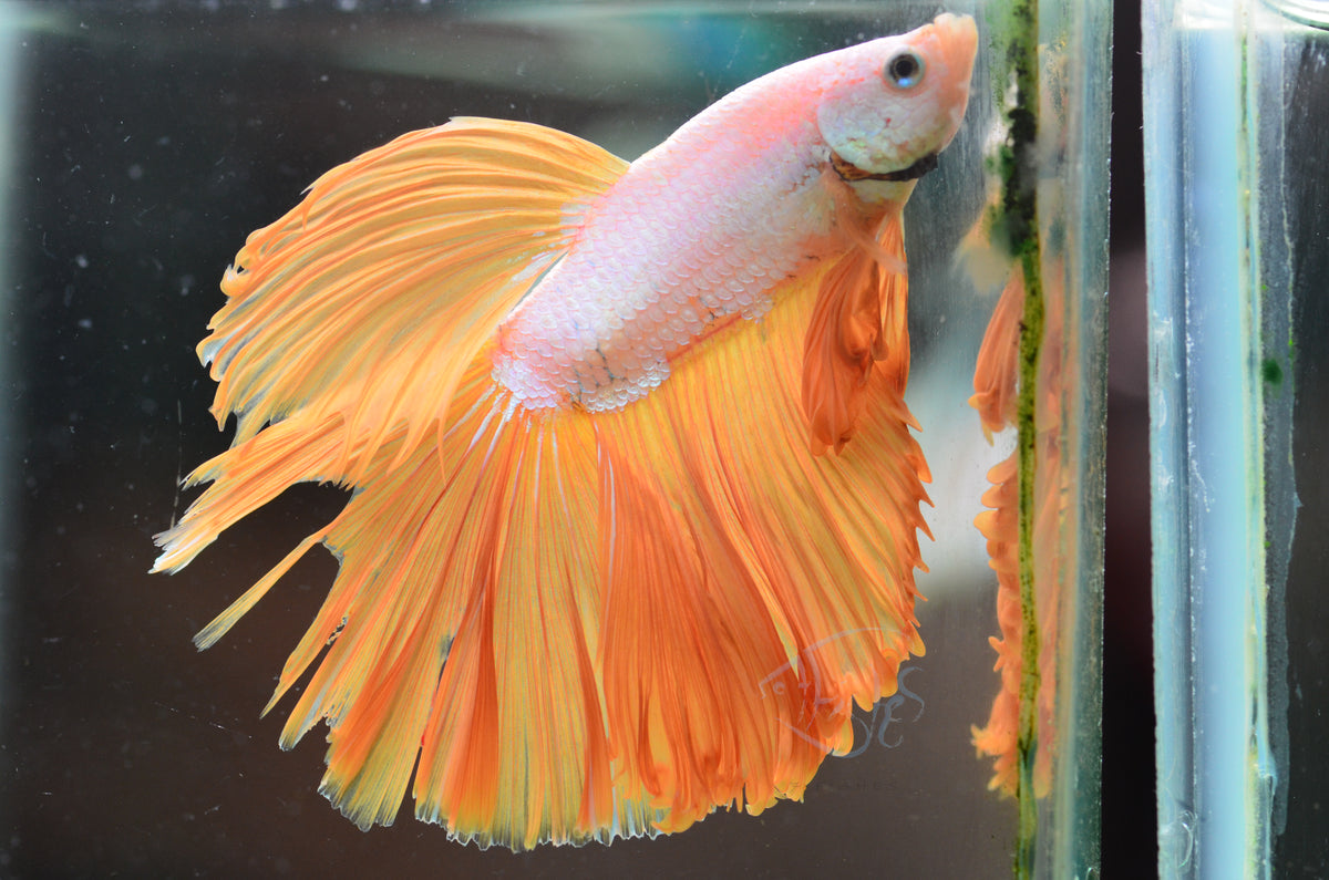 Yellow Dragon Halfmoon Male