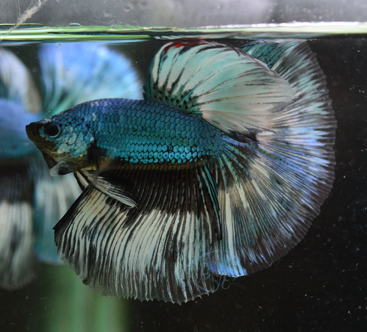 Turquoise Butterfly Halfmoon Male