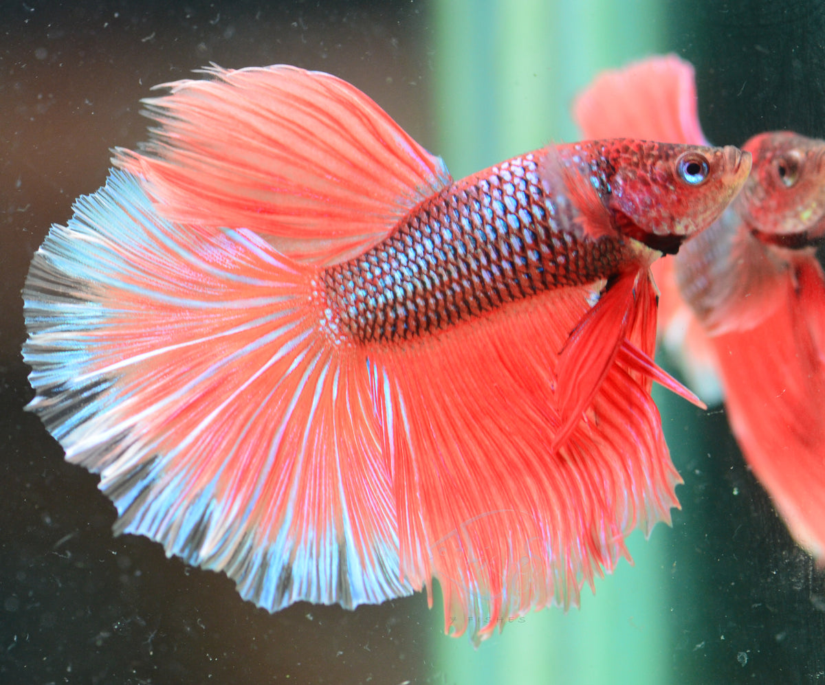 Orange Pineapple Halfmoon Male