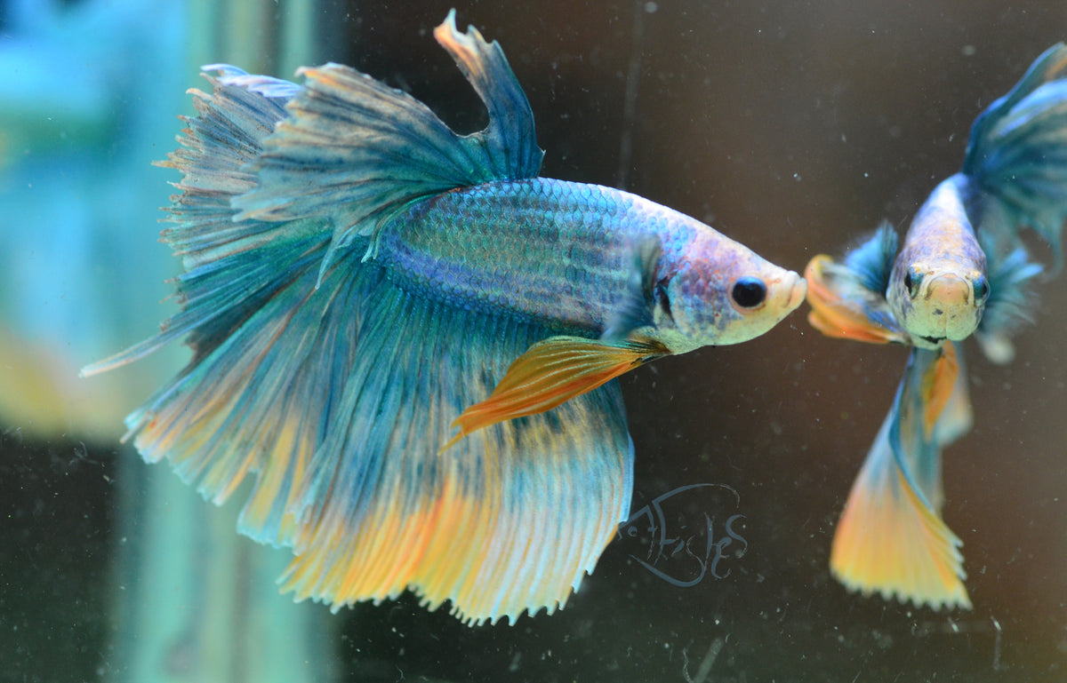 Mascot Halfmoon Male