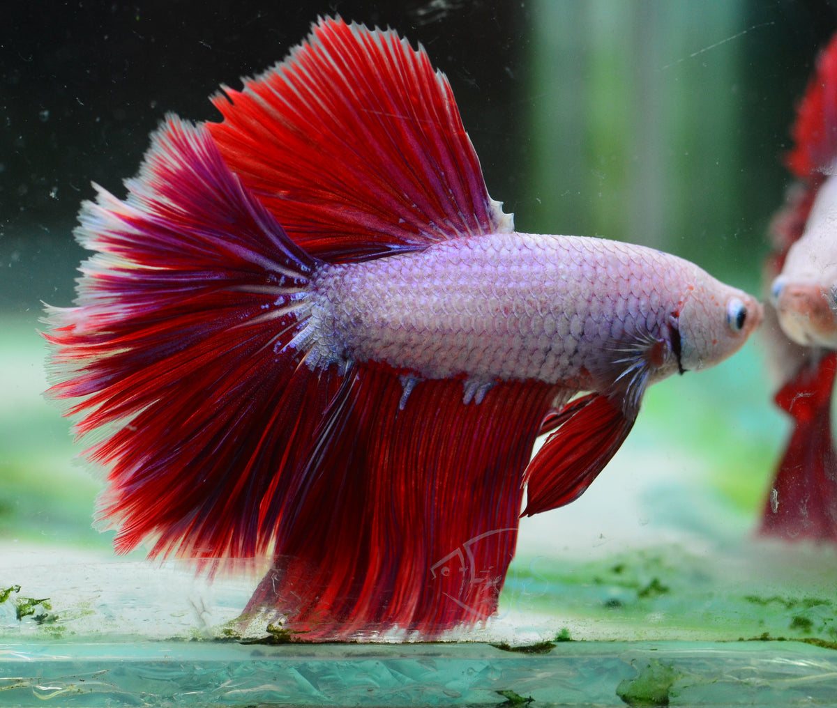 Purple Dragon Halfmoon Male