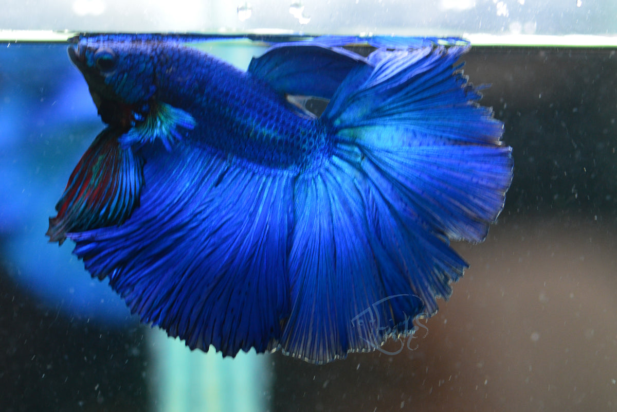 Blue Halfmoon Male