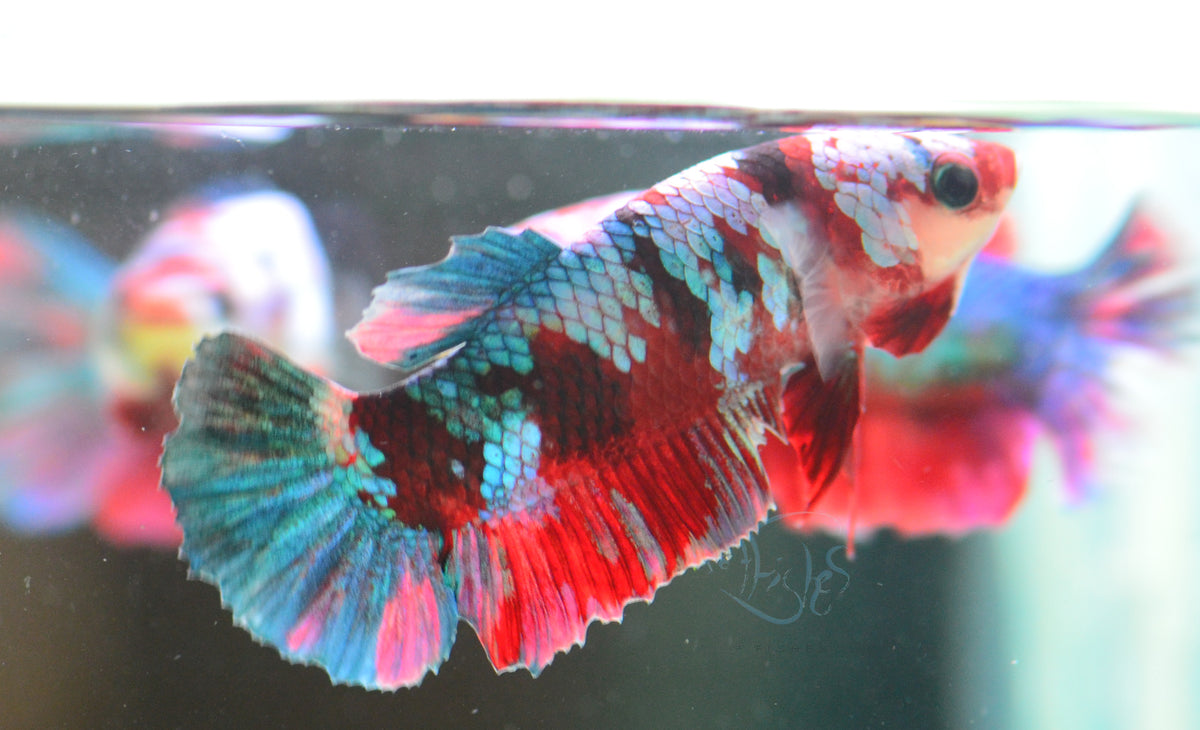 Red Galaxy HMPK Female