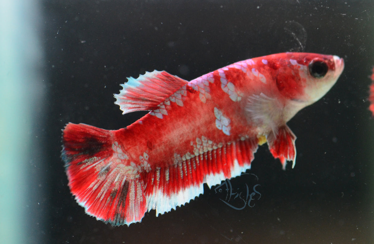 Red Snow Galaxy (Barongsai) HMPK Female