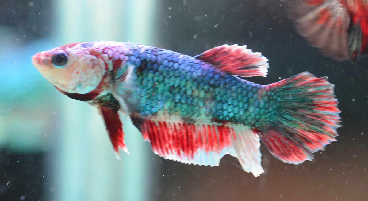 Red Galaxy HMPK Female