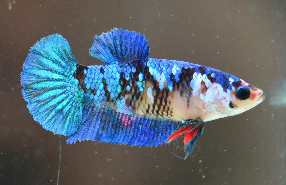 Red Galaxy HMPK Female