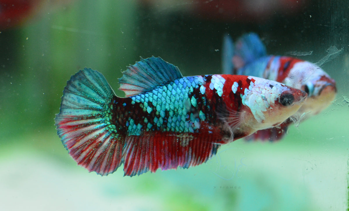 Red Galaxy HMPK Female
