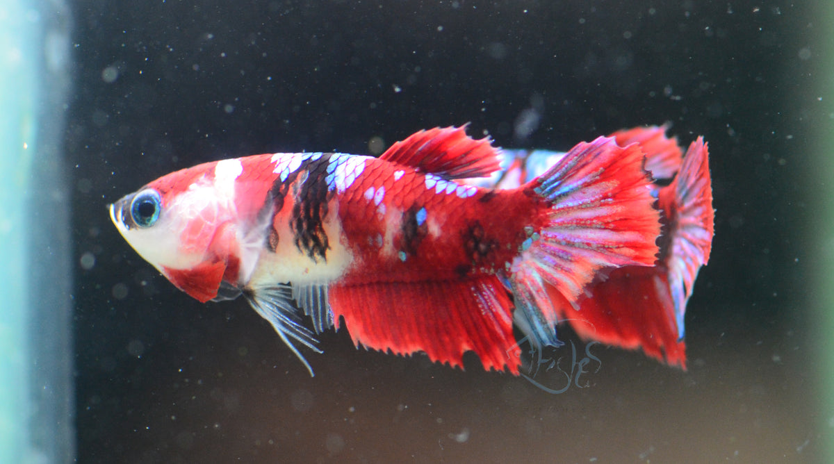 Red Galaxy HMPK Female
