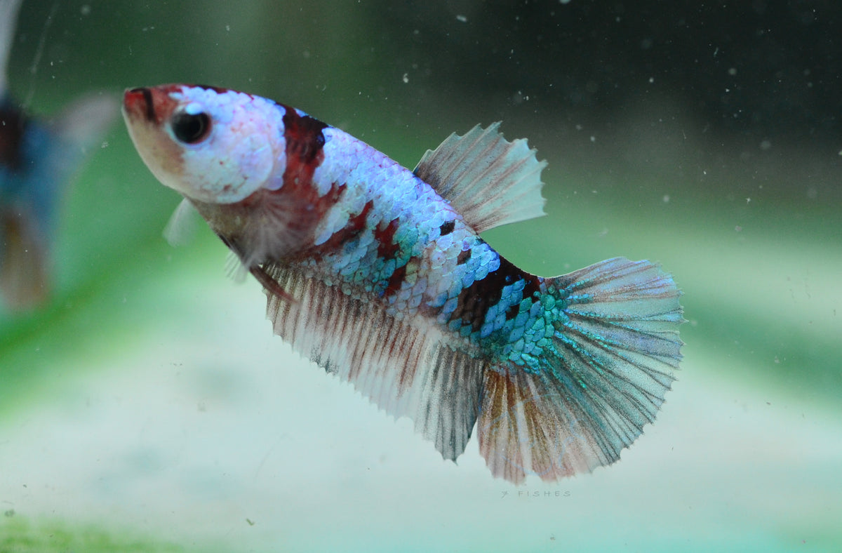 Red Galaxy HMPK Female