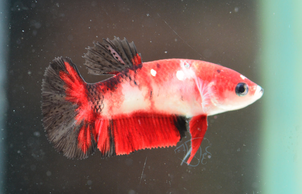 Red Koi HMPK Female