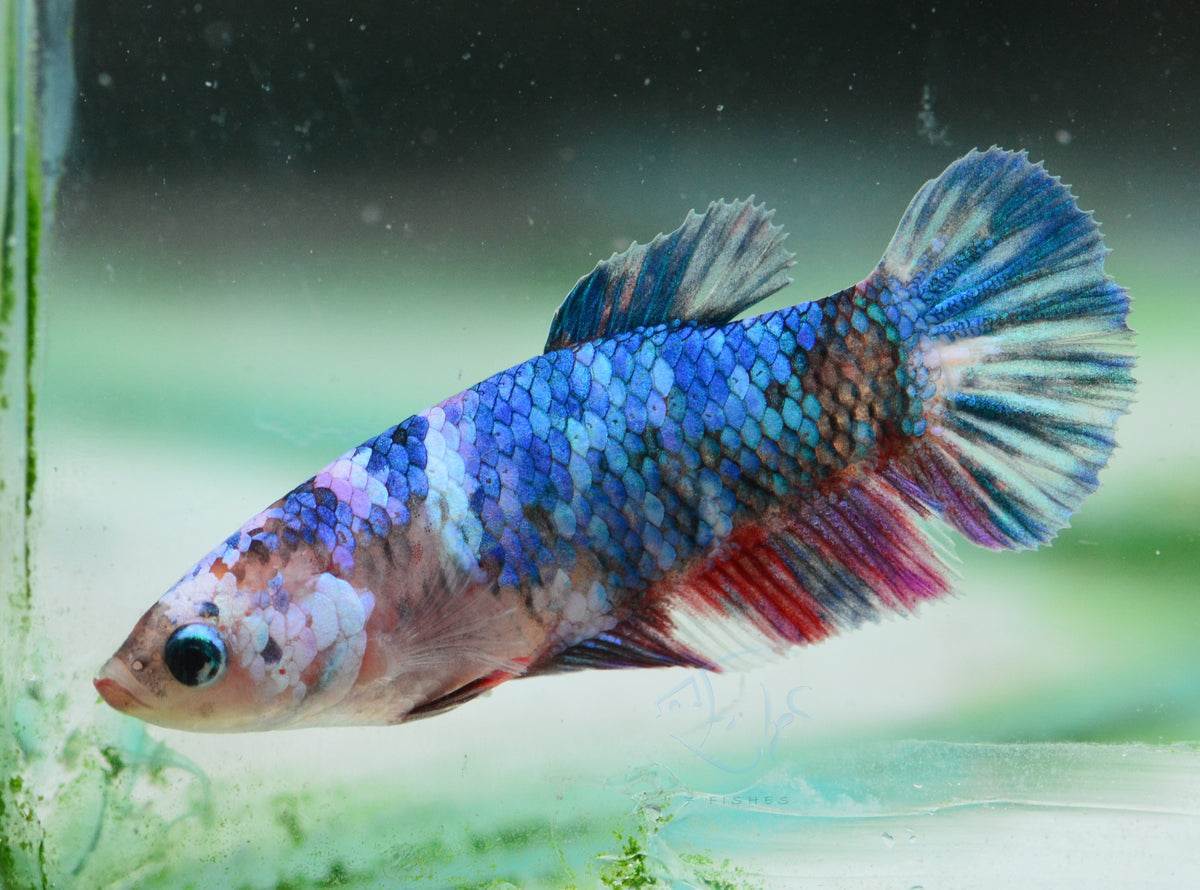 Galaxy HMPK Female