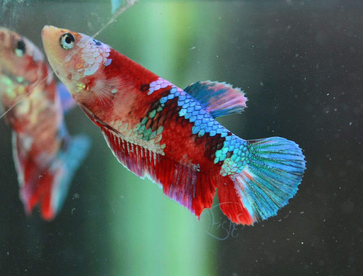 Red Galaxy HMPK Female
