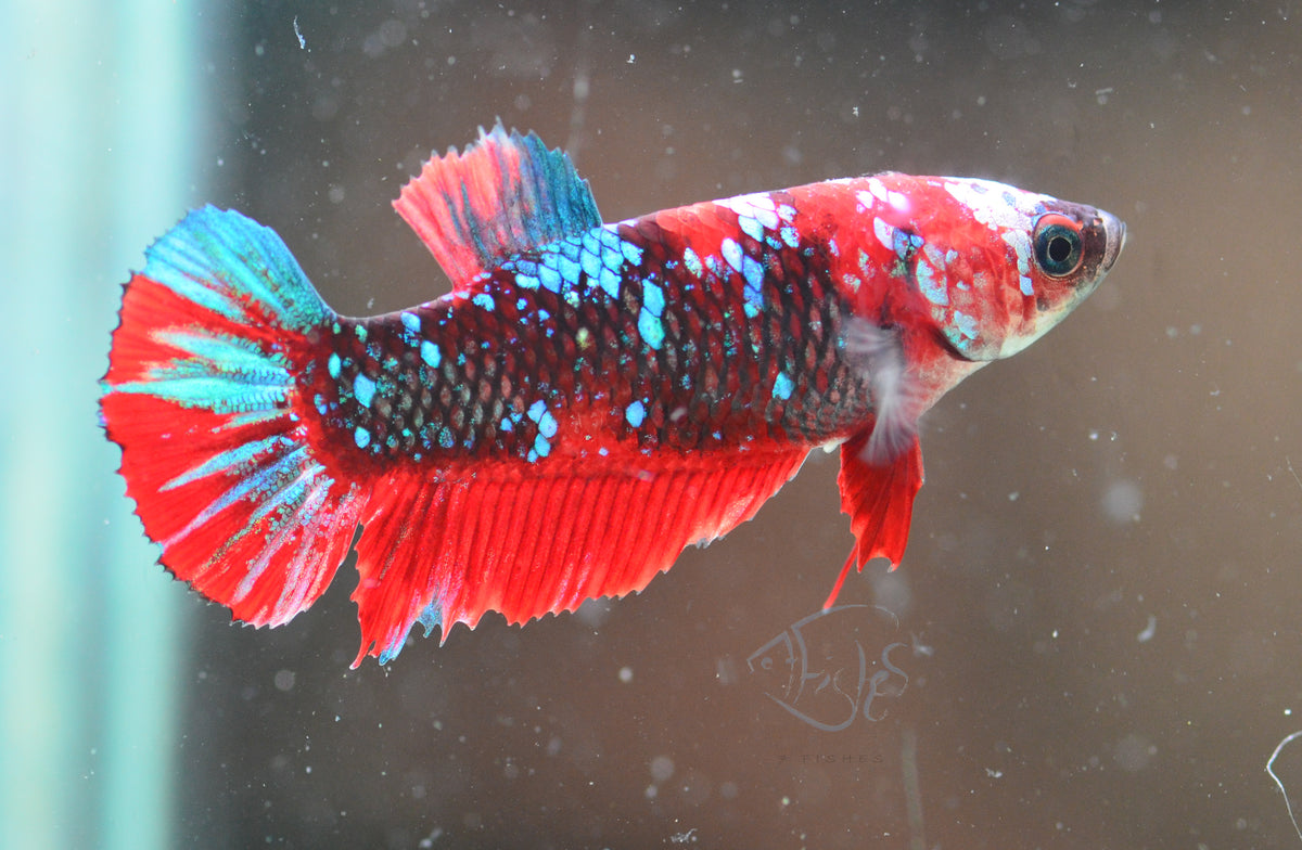 Red Galaxy HMPK Female