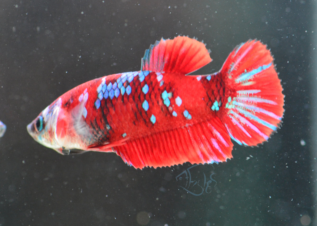 Red Galaxy HMPK Female
