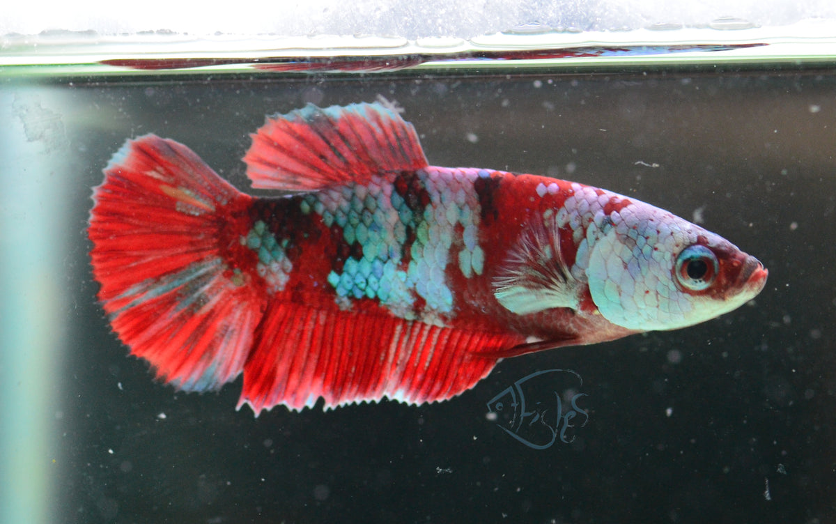Red Galaxy HMPK Female