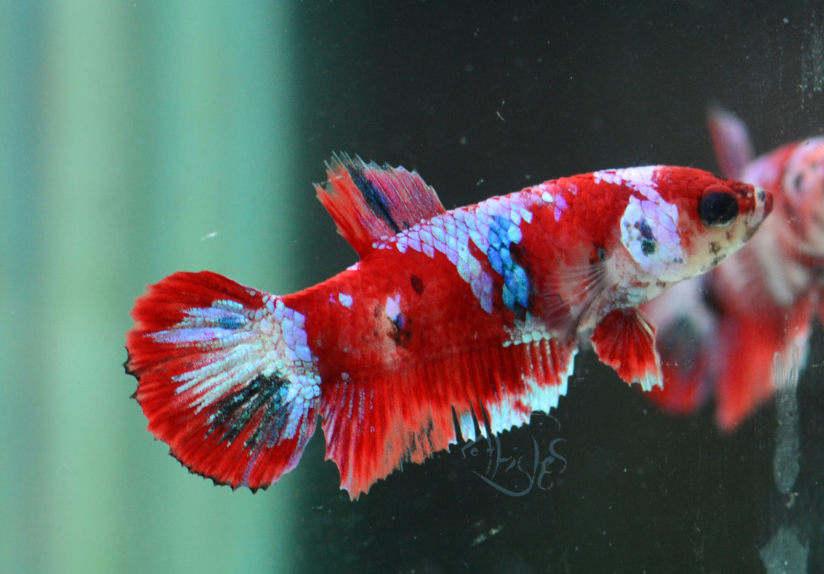 Red Galaxy HMPK Female