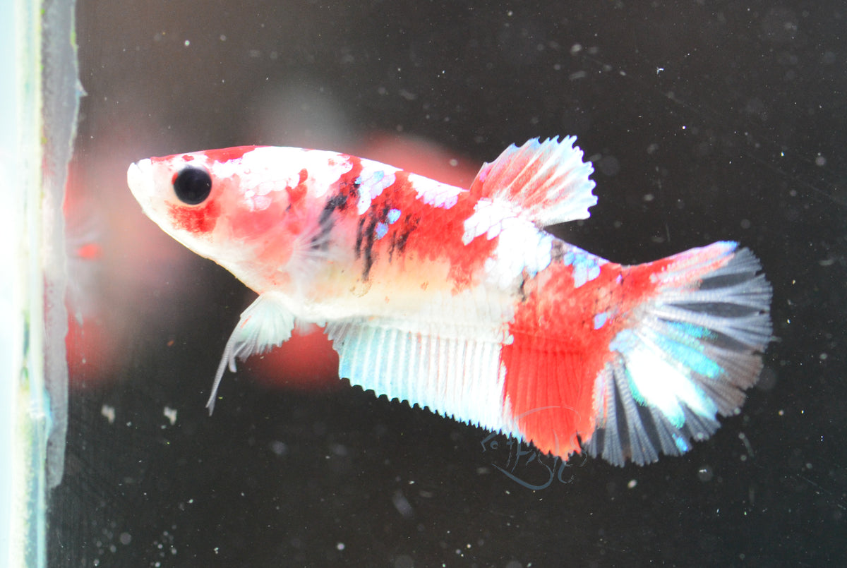 Red Galaxy HMPK Female