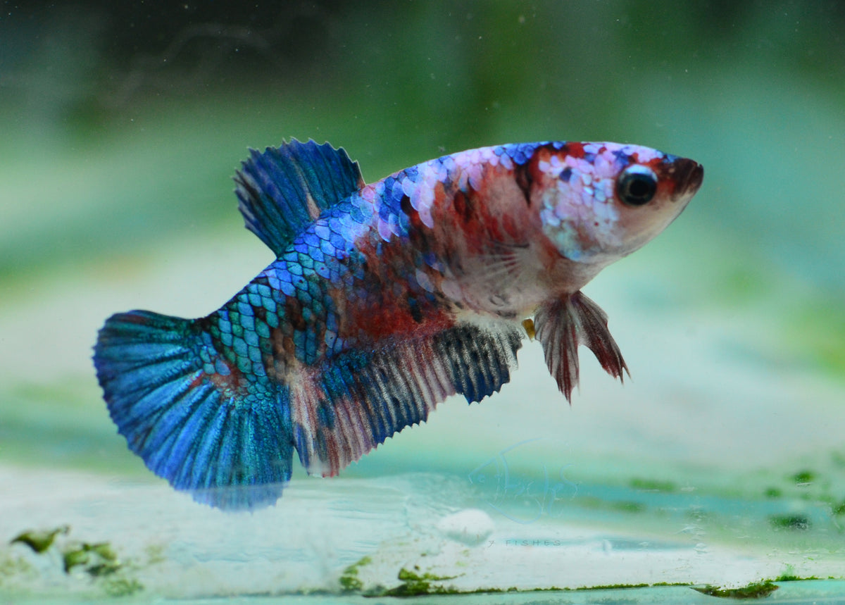 Red Galaxy HMPK Female