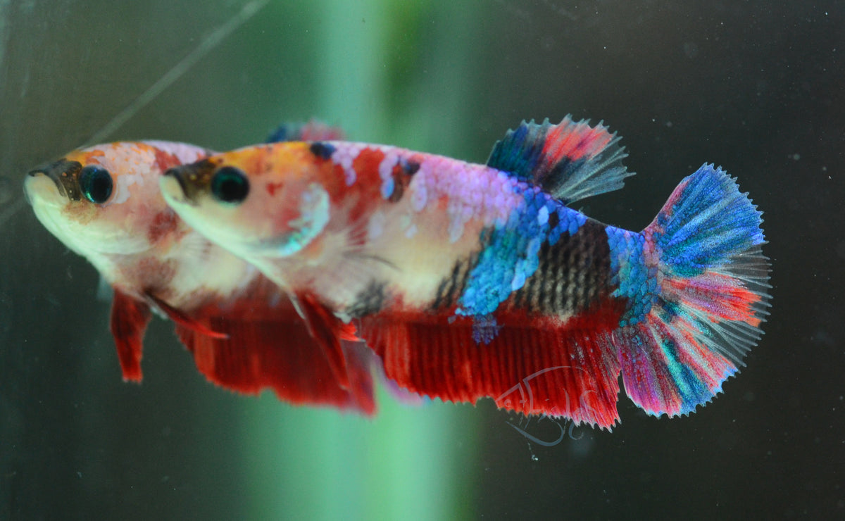 Red Galaxy HMPK Female