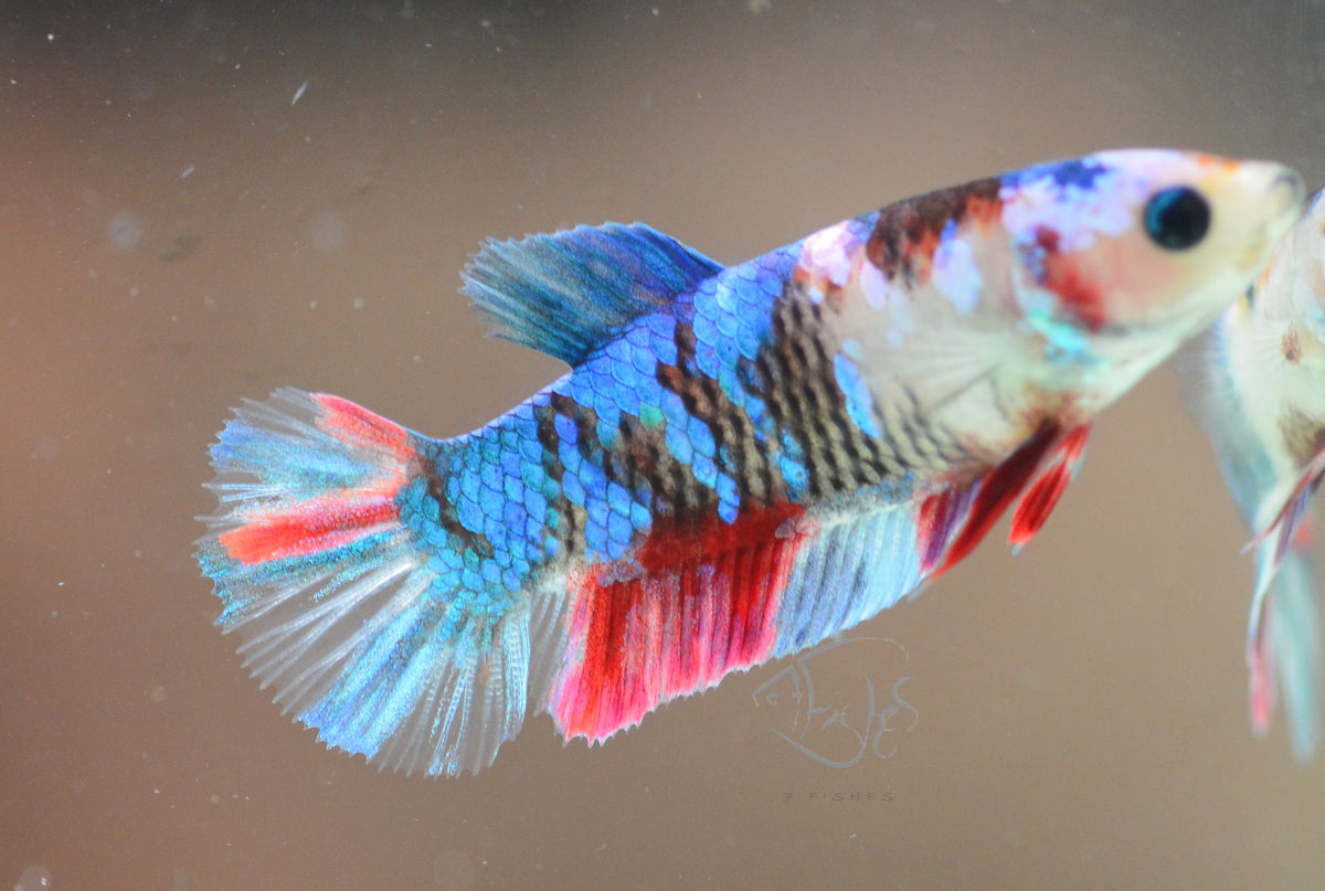 Red Galaxy HMPK Female