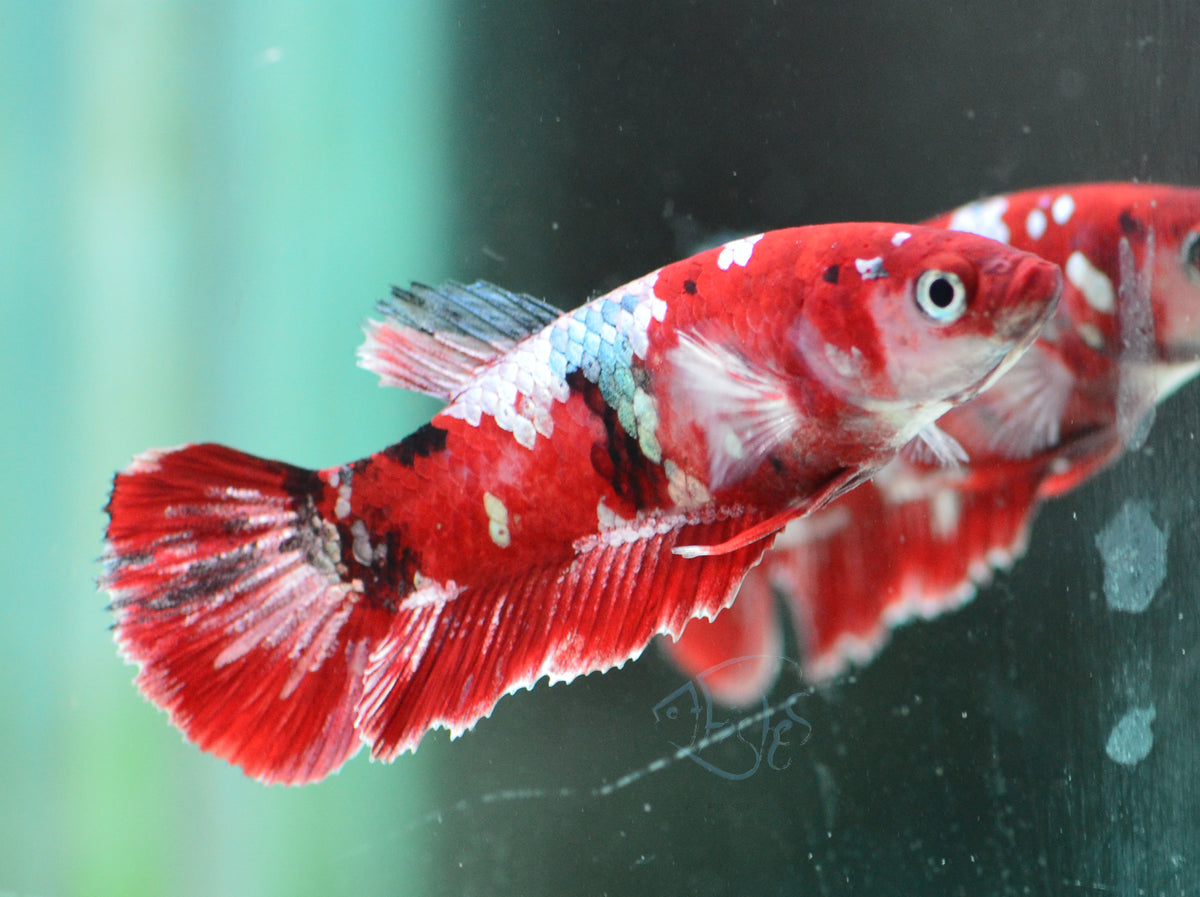Red Galaxy HMPK Female
