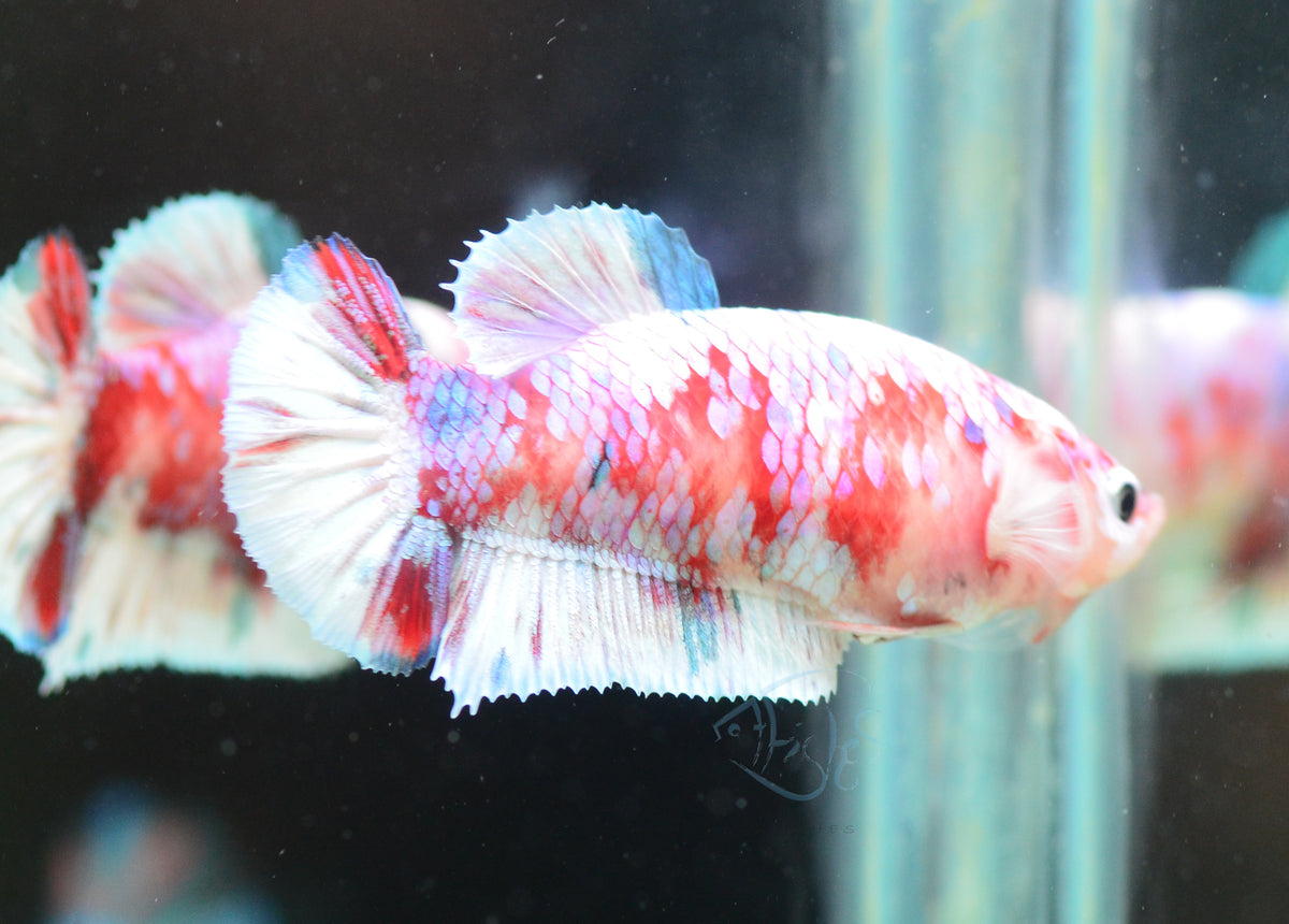 Red Snow Galaxy (Barongsai) HMPK Female