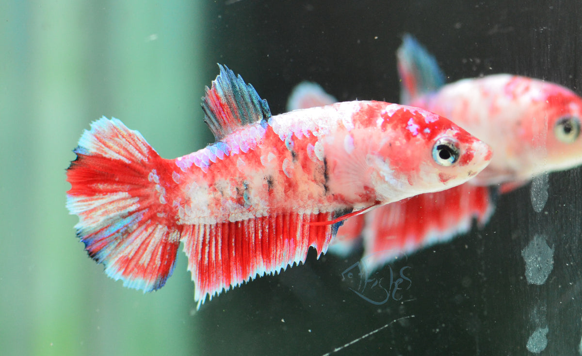 Red Snow Galaxy (Barongsai) HMPK Female