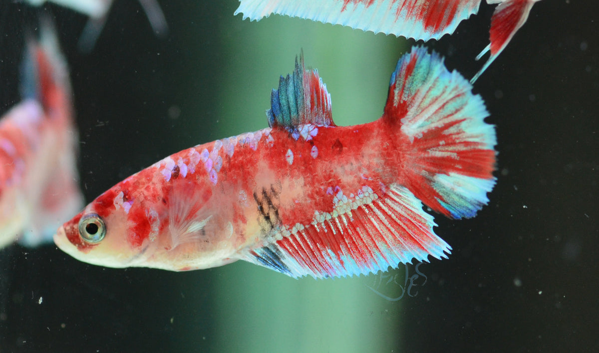 Red Snow Galaxy (Barongsai) HMPK Female