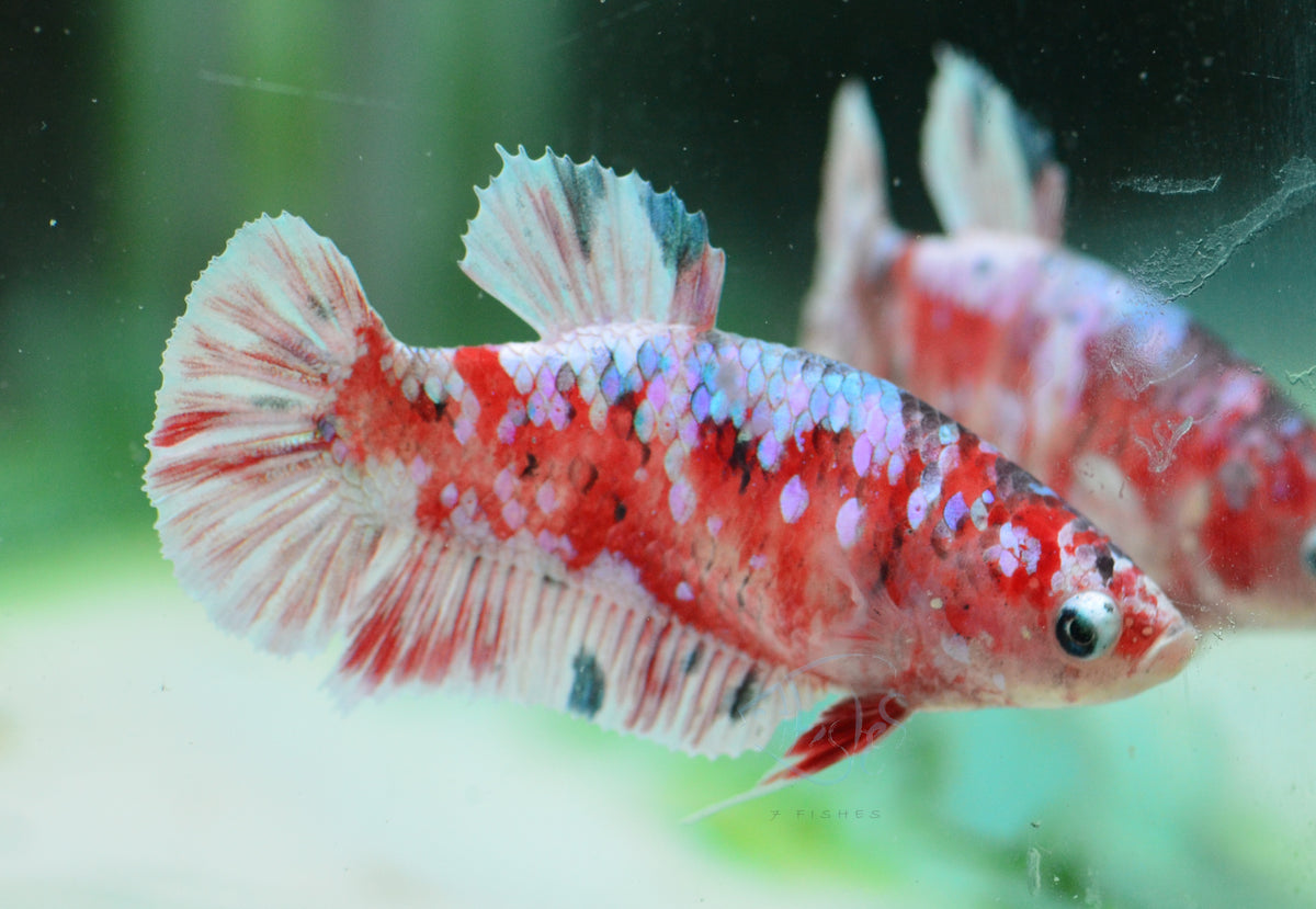 Red Snow Galaxy (Barongsai) HMPK Female