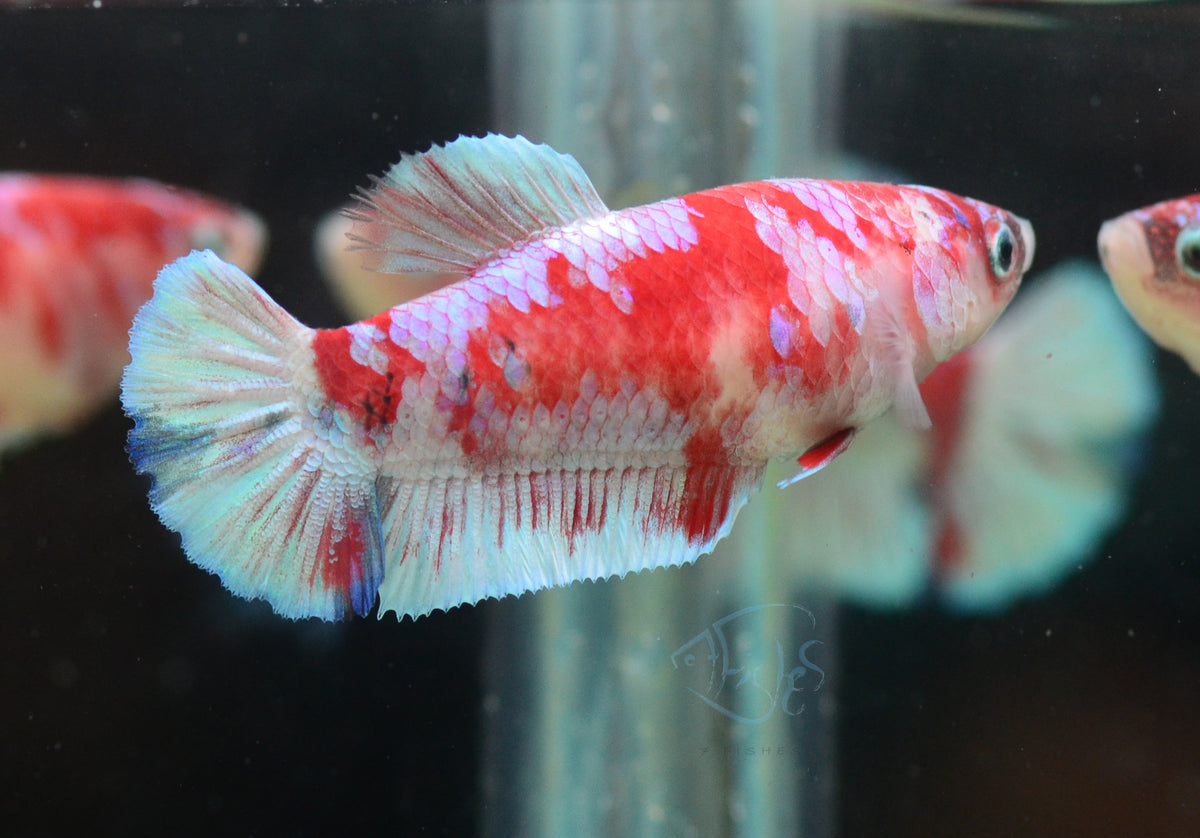 Red Snow Galaxy (Barongsai) HMPK Female