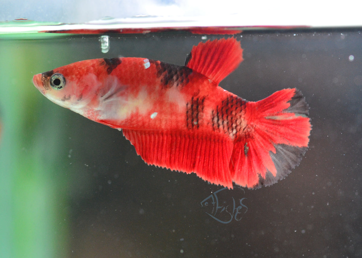 Red Koi HMPK Female