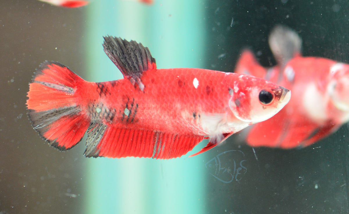 Red Koi HMPK Female