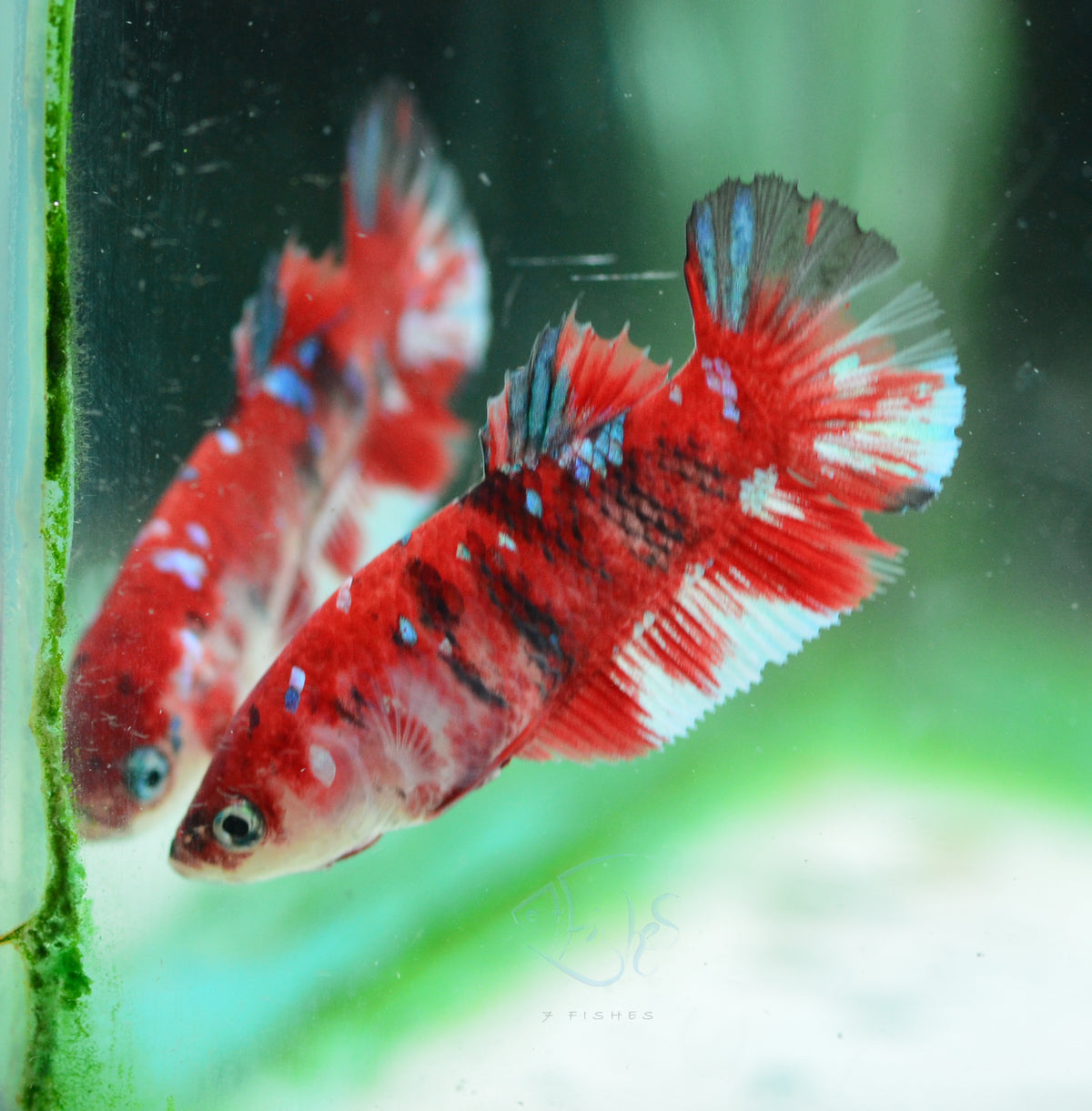 Red Galaxy HMPK Female
