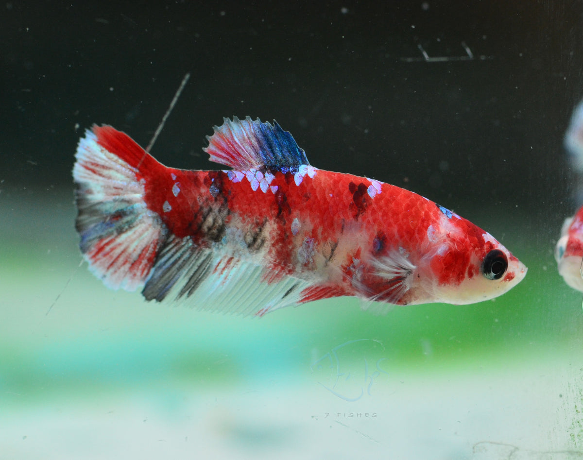 Red Galaxy HMPK Female