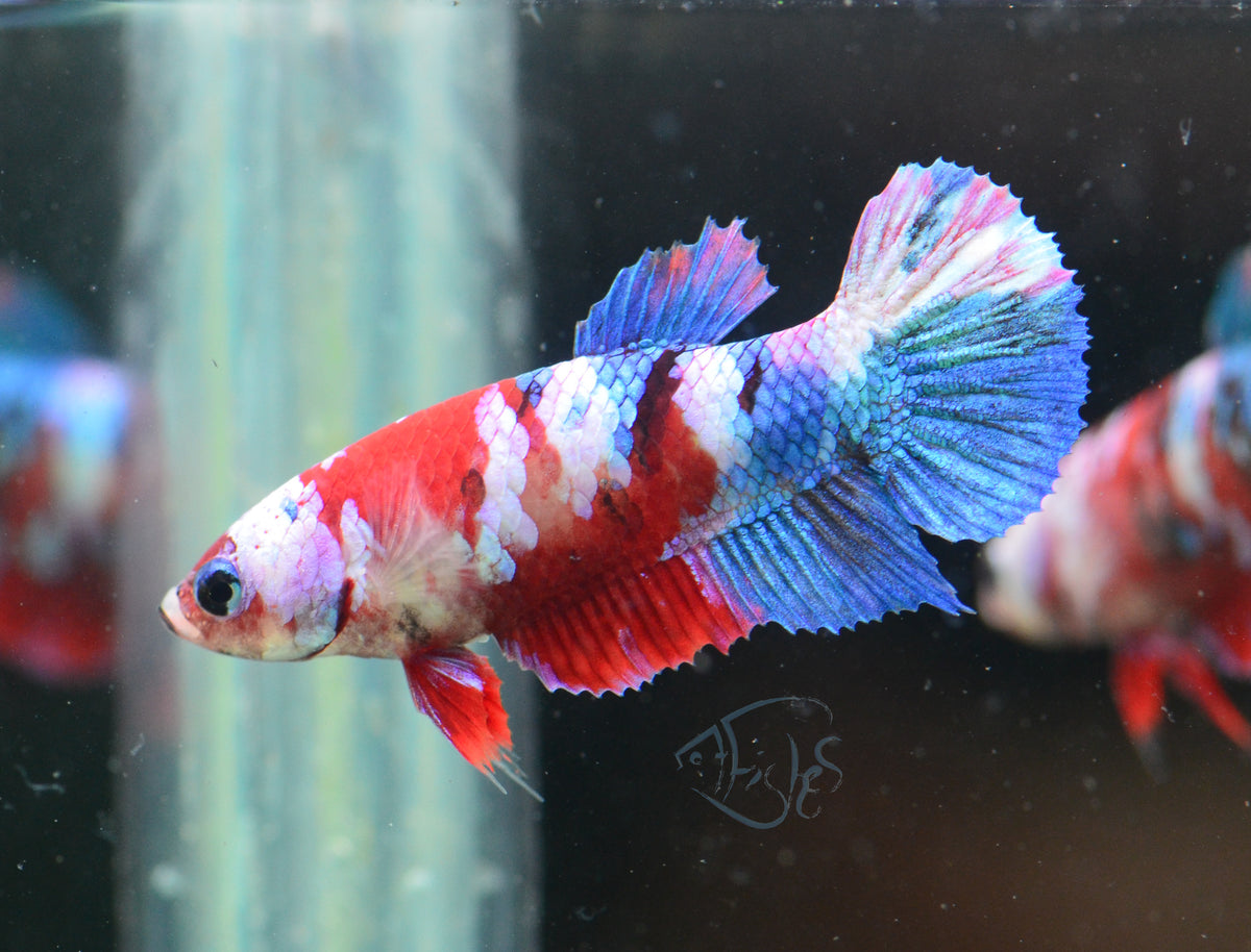Red Galaxy HMPK Female