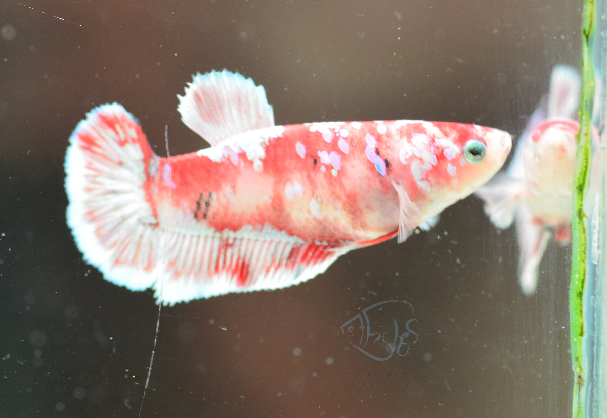 Red Snow Galaxy (Barongsai) HMPK Female