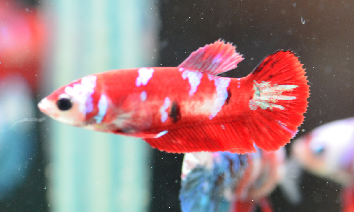 Red Snow Galaxy (Barongsai) HMPK Female