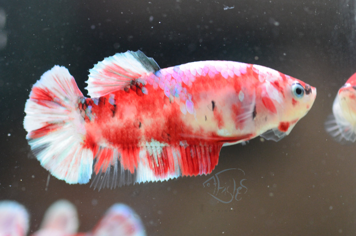 Red Snow Galaxy (Barongsai) HMPK Female