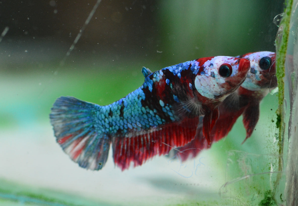 Red Galaxy HMPK Female