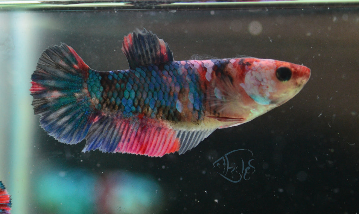 Red Galaxy HMPK Female