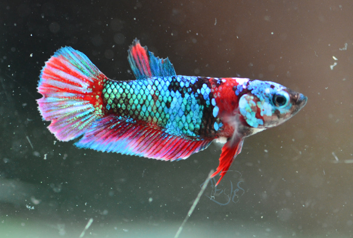 Red Galaxy HMPK Female