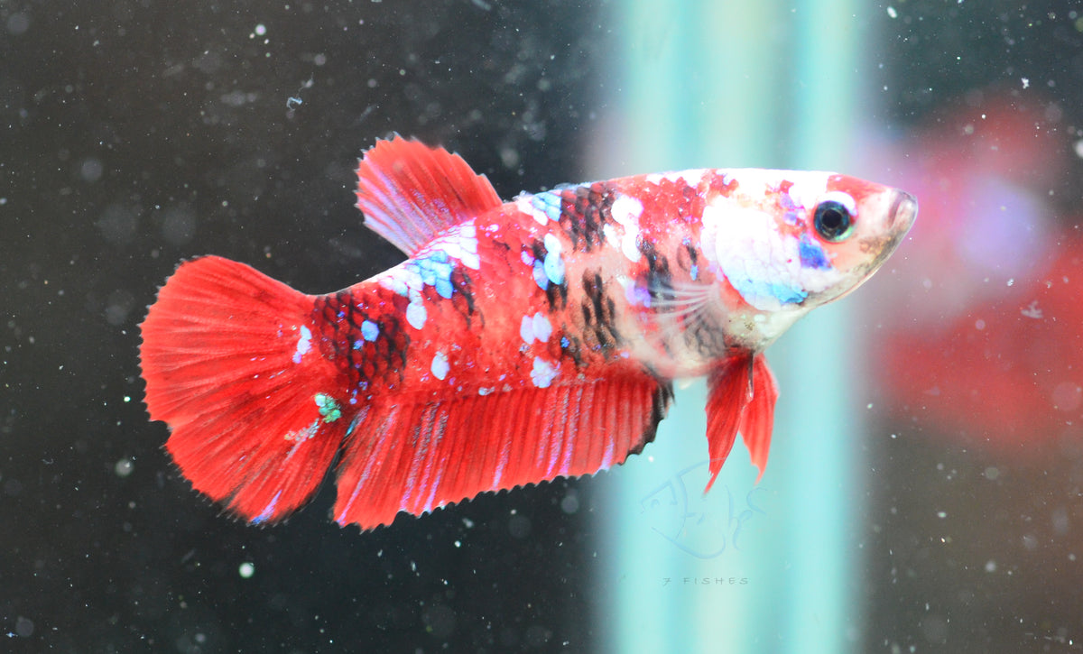 Red Galaxy HMPK Female