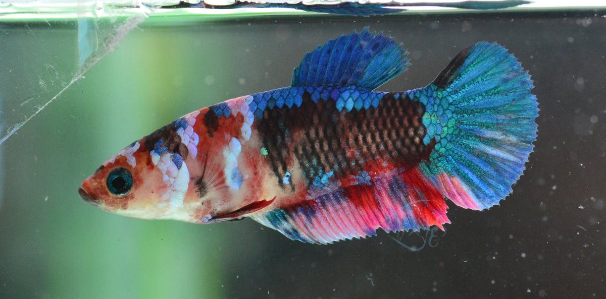 Red Galaxy HMPK Female