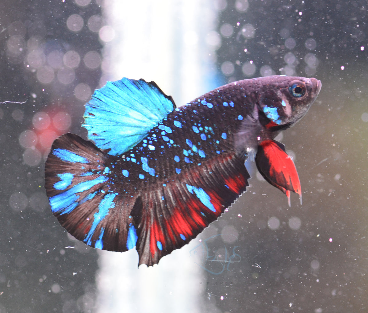 Black Galaxy Plakat Male