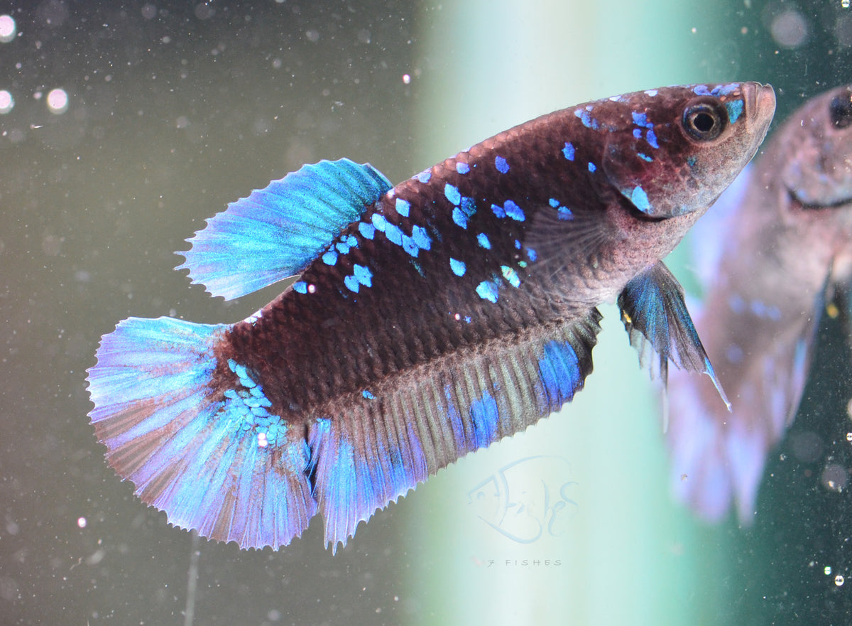 Black Galaxy HMPK Female