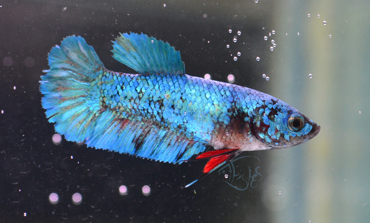 Turquoise Fancy HMPK Female