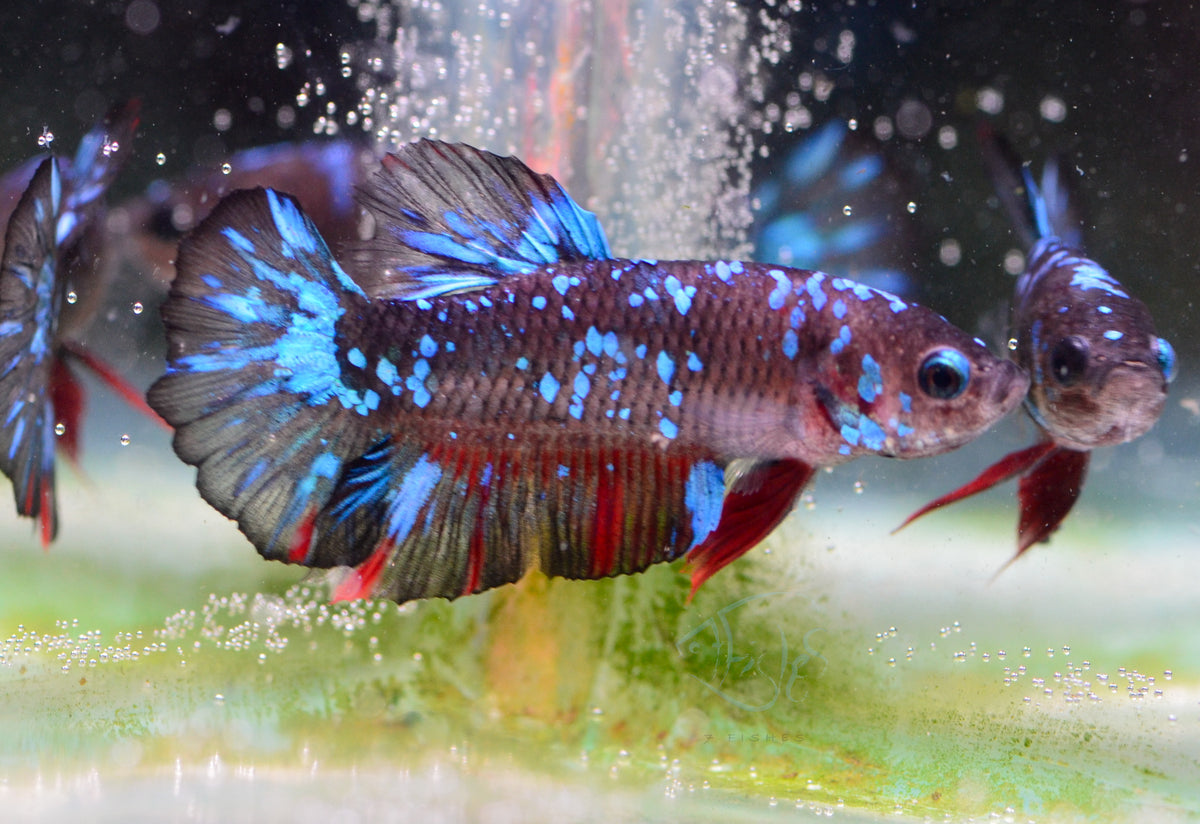 Black Galaxy Plakat Male