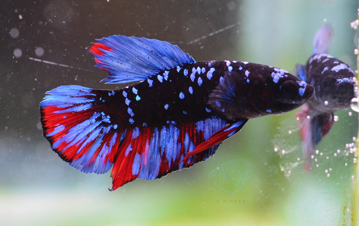 Black Galaxy Plakat Male