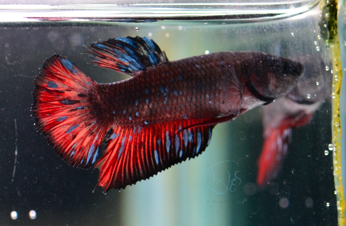 Black Galaxy Plakat Male