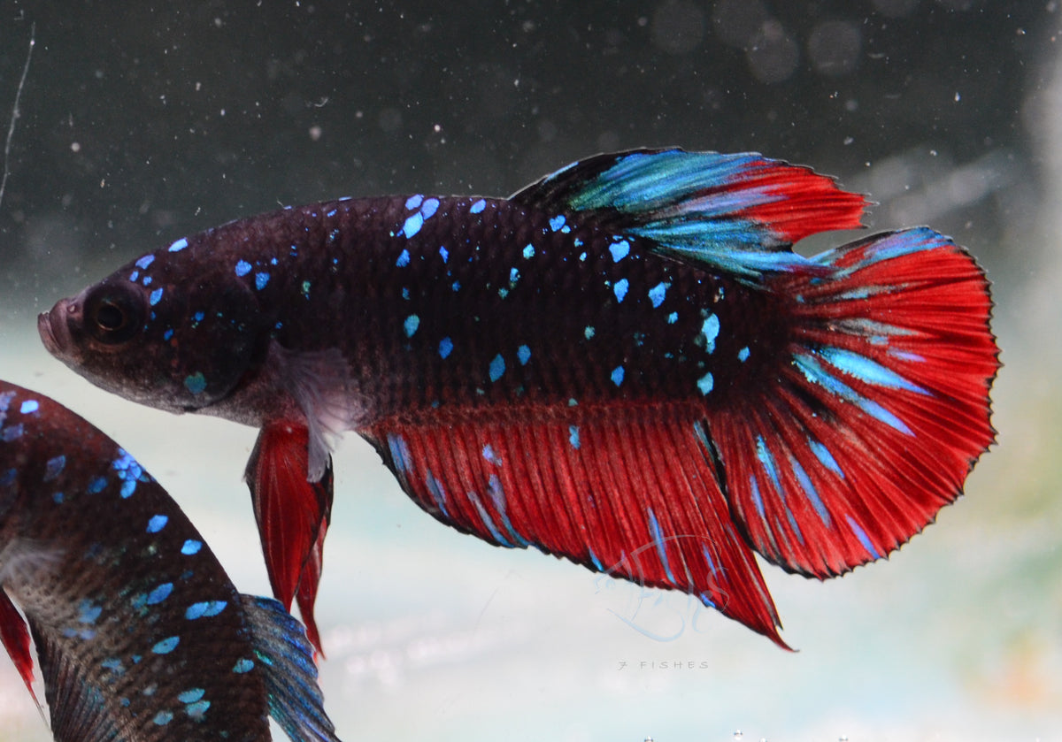 Black Galaxy Plakat Male